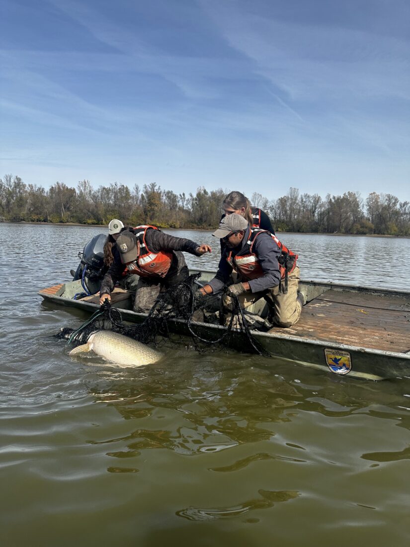 Biologists haul a gar onto a boat
