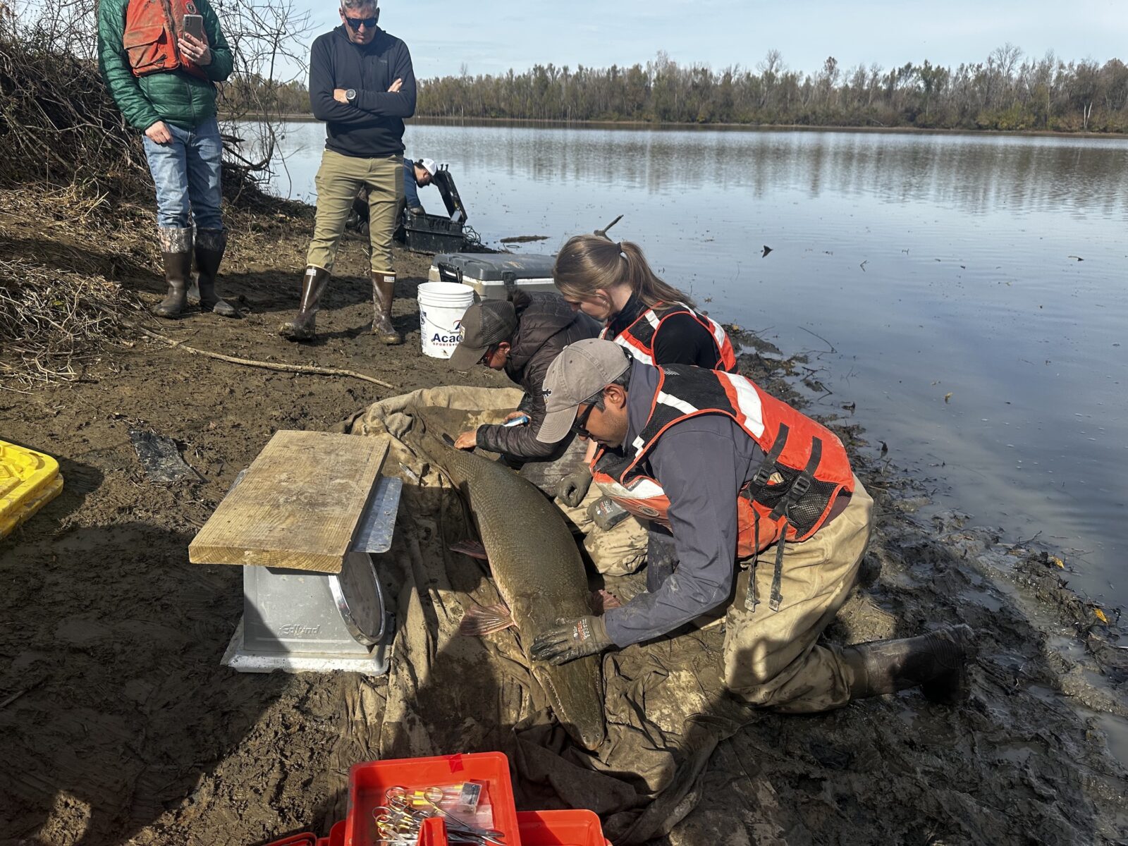 Biologists measure an alligator gar