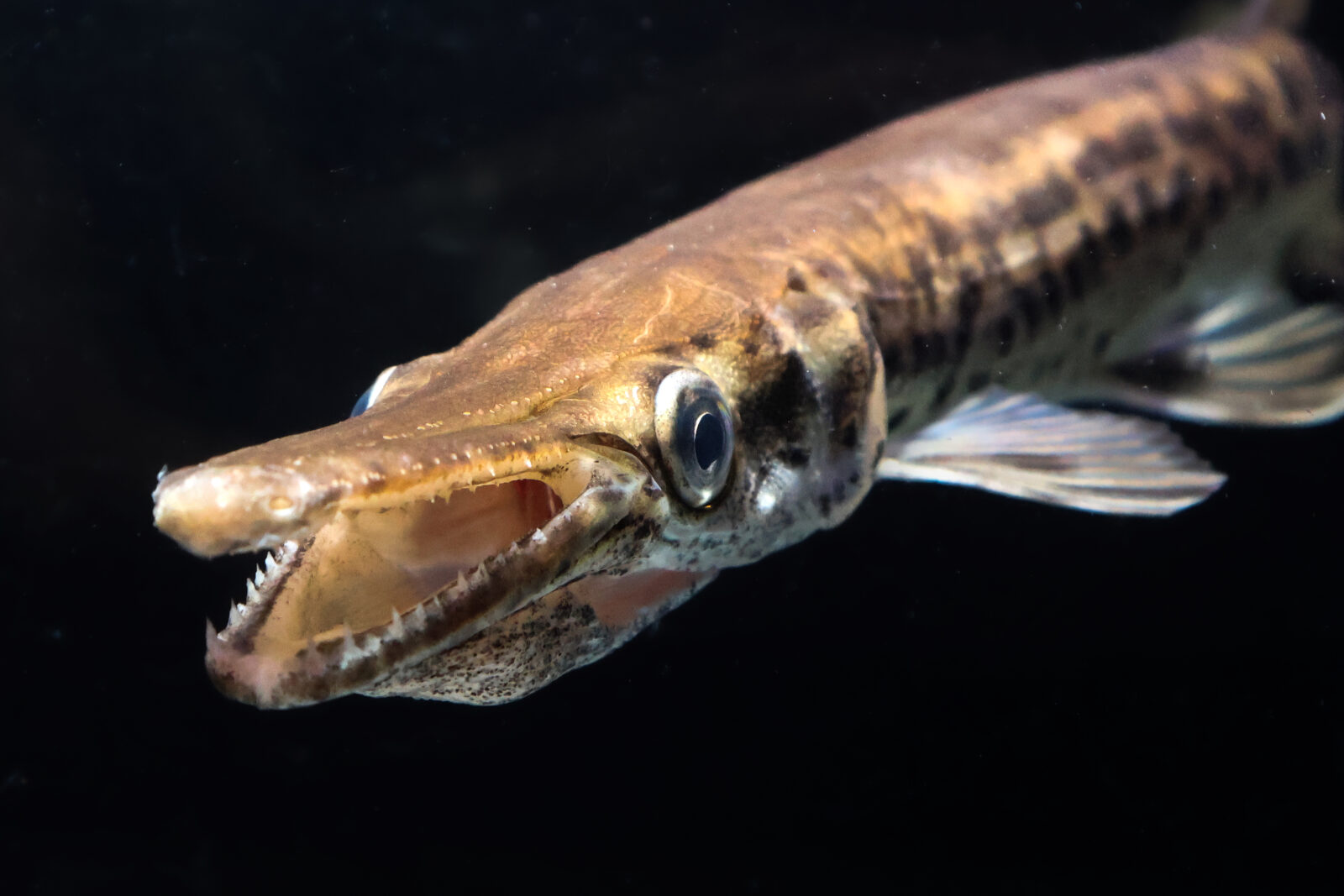 A juvenile alligator gar