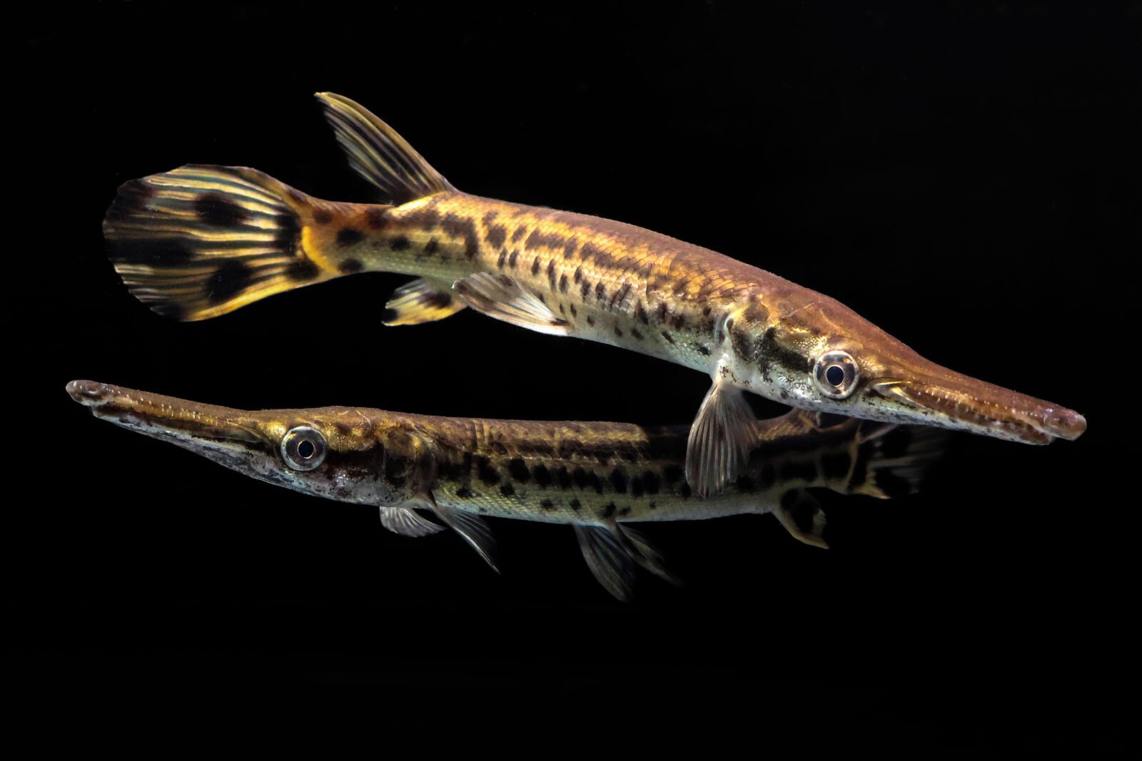 Juvenile alligator gars