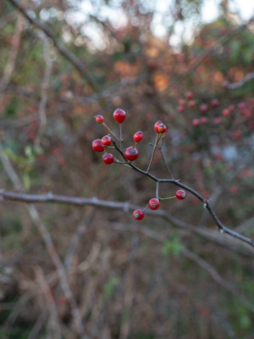 Multiflora rose hips.