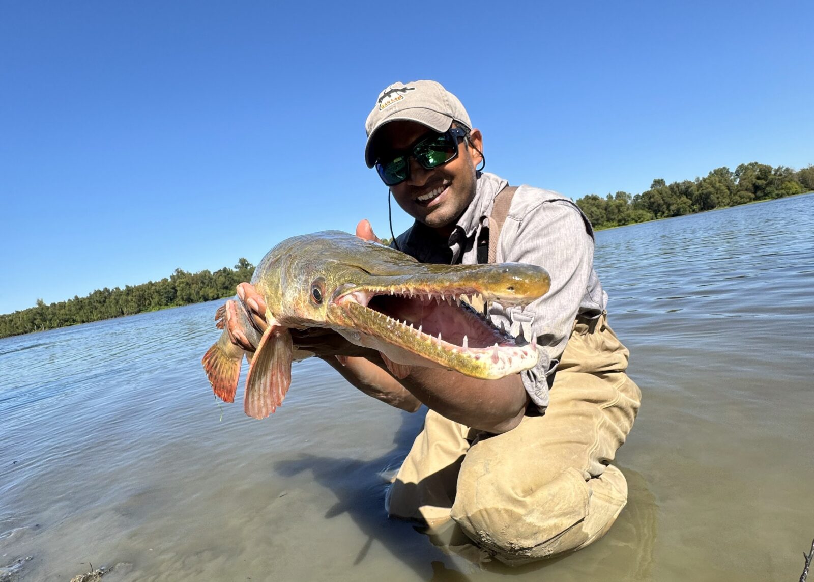 A man holds an alligator gar