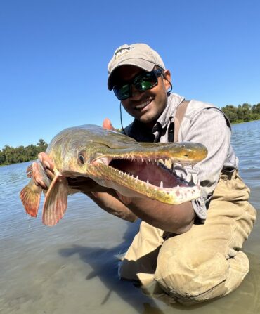 A man holds an alligator gar