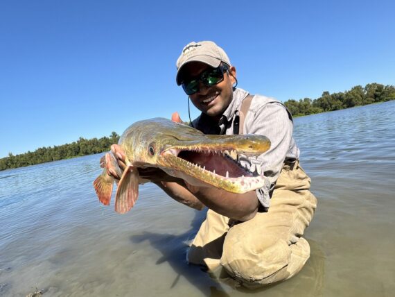 A man holds an alligator gar