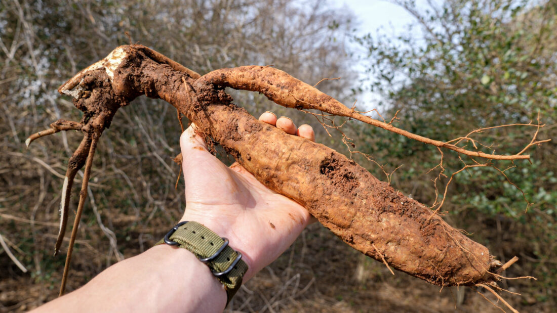 Kudzu root.