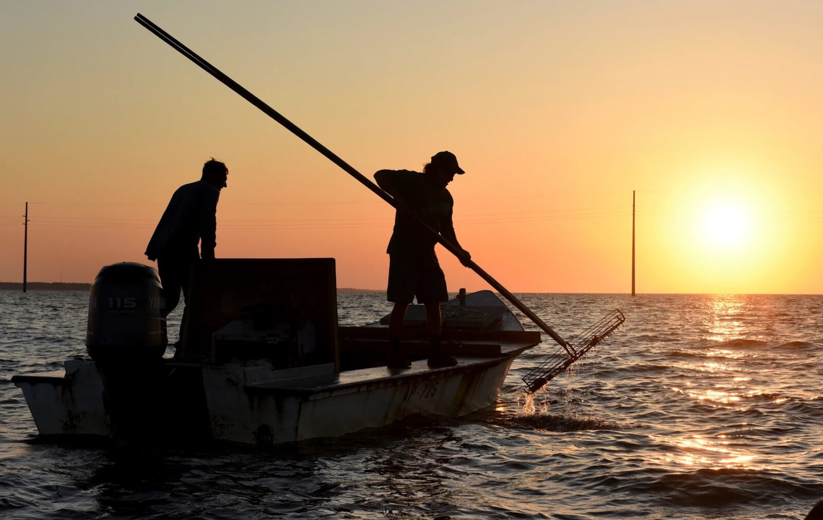 Oyster harvesters