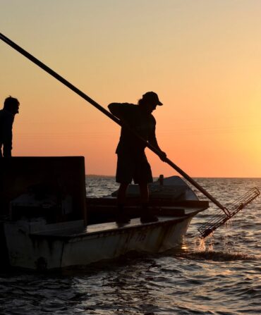 Oyster harvesters