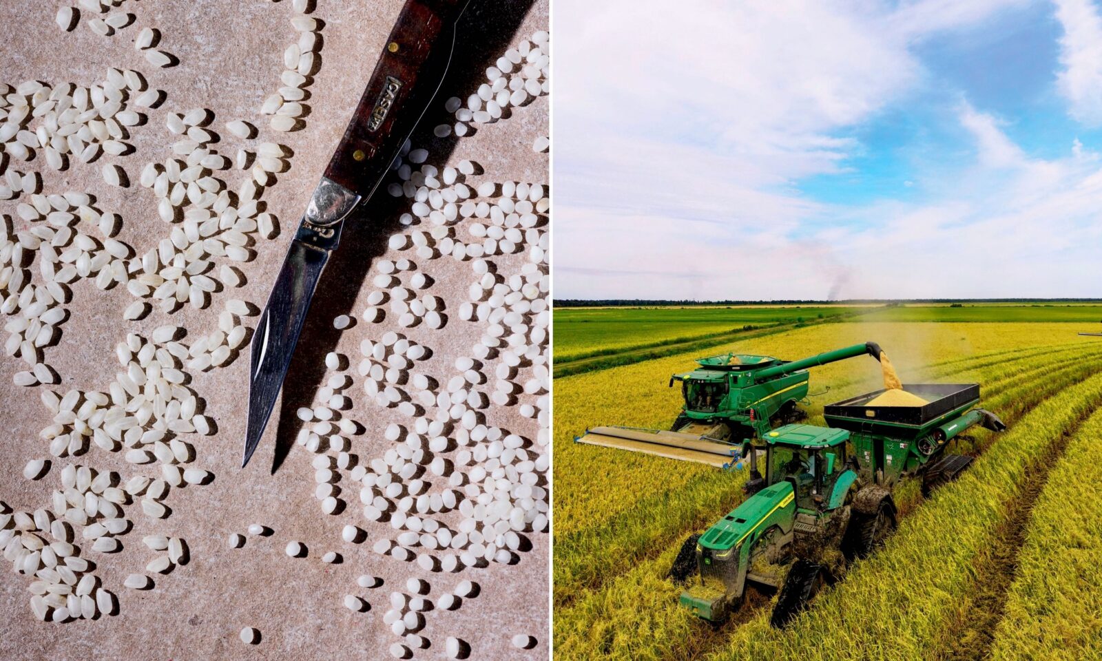 Grains of rice; tractors harvest rice