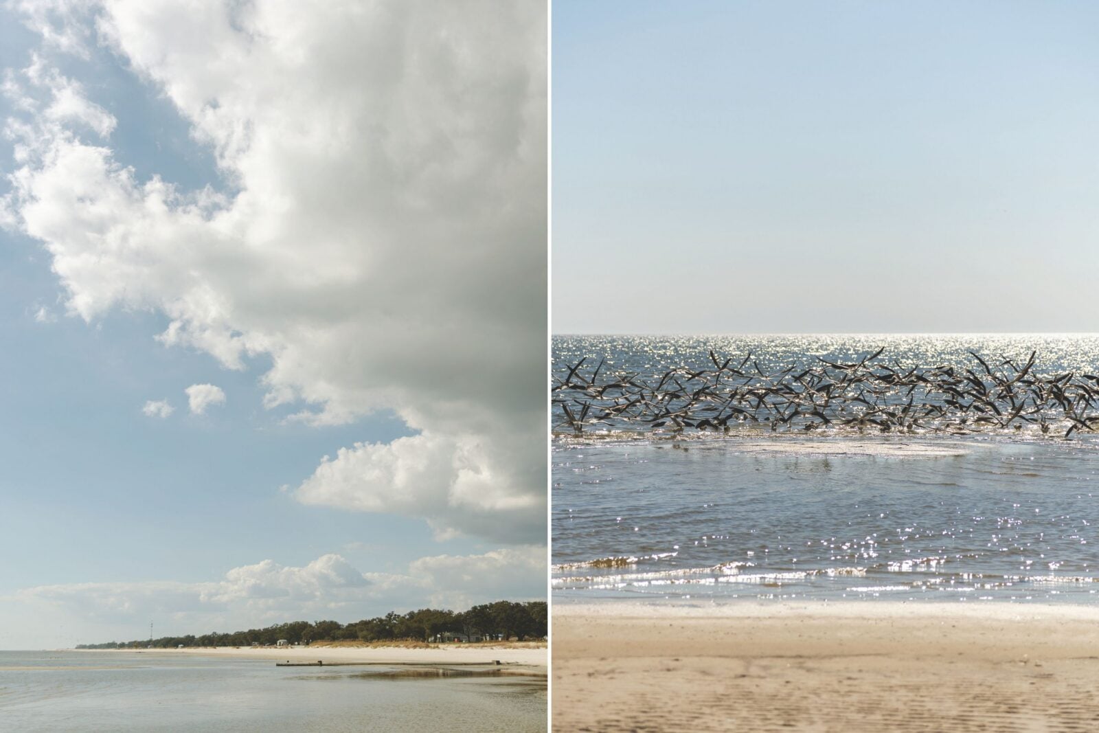 Coastline; a beach with birds