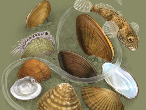 An illustration of mussels