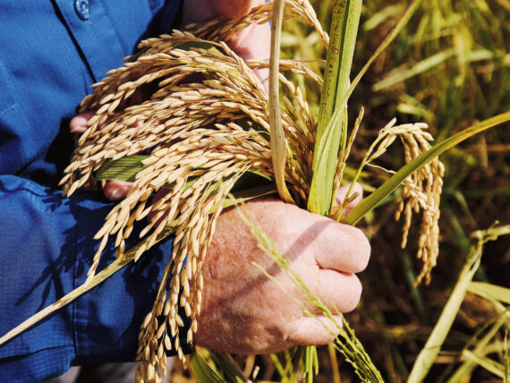 A hand holds a fistful of rice