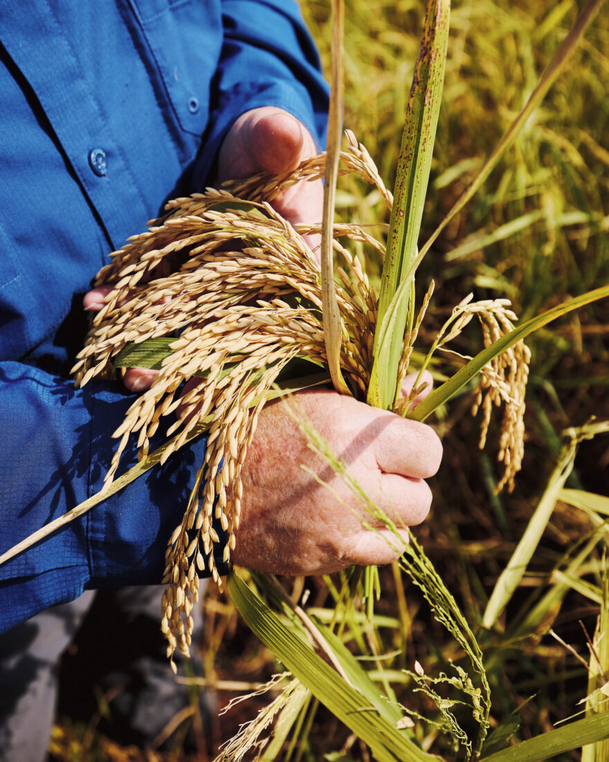 A hand holds a fistful of rice