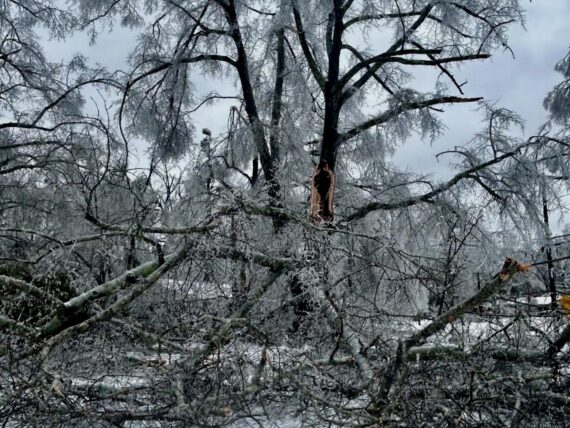 A fallen oak tree in snow