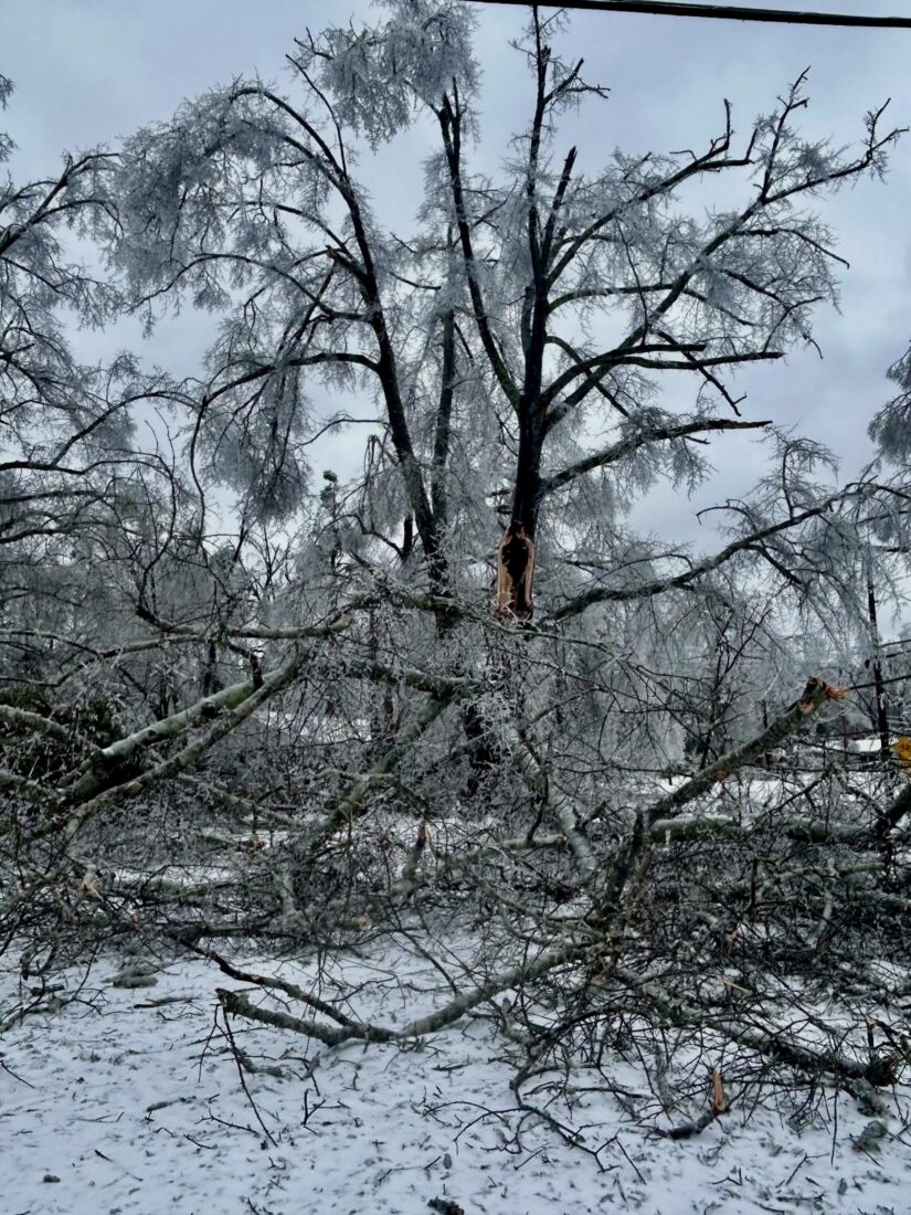 A fallen oak tree in snow