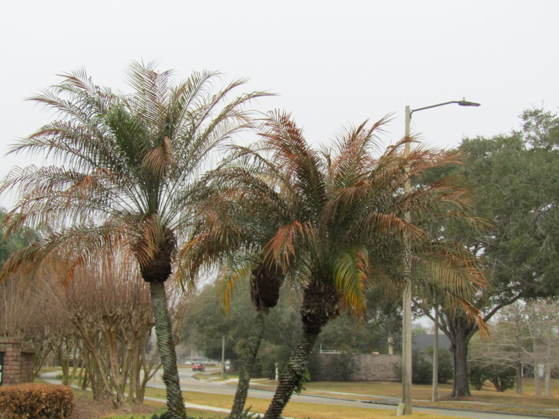 Palm trees with brown fronds