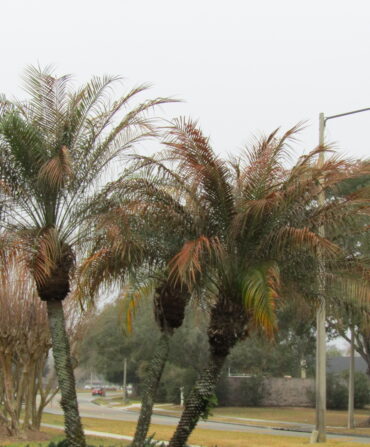 Palm trees with brown fronds
