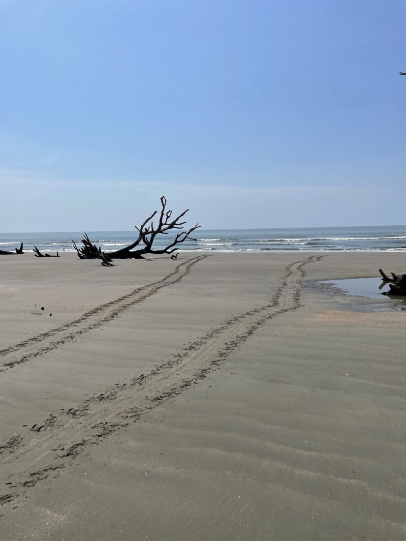 Turtle tracks at the beach