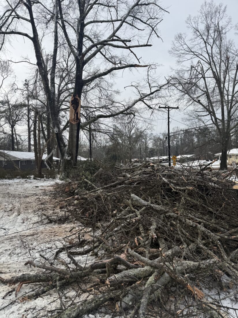 Tree debris on a road