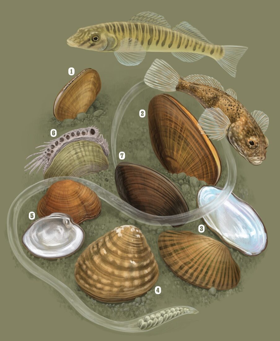 An illustration of mussels