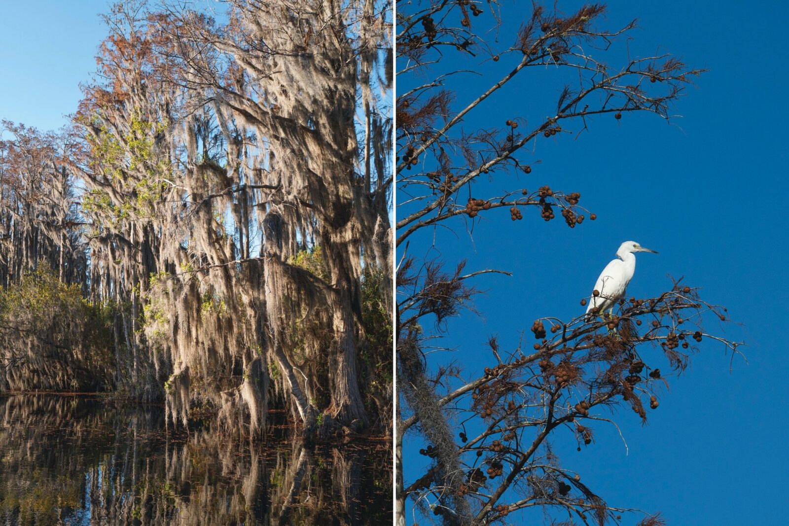 Spanish moss on a tree; a white heron in a tree