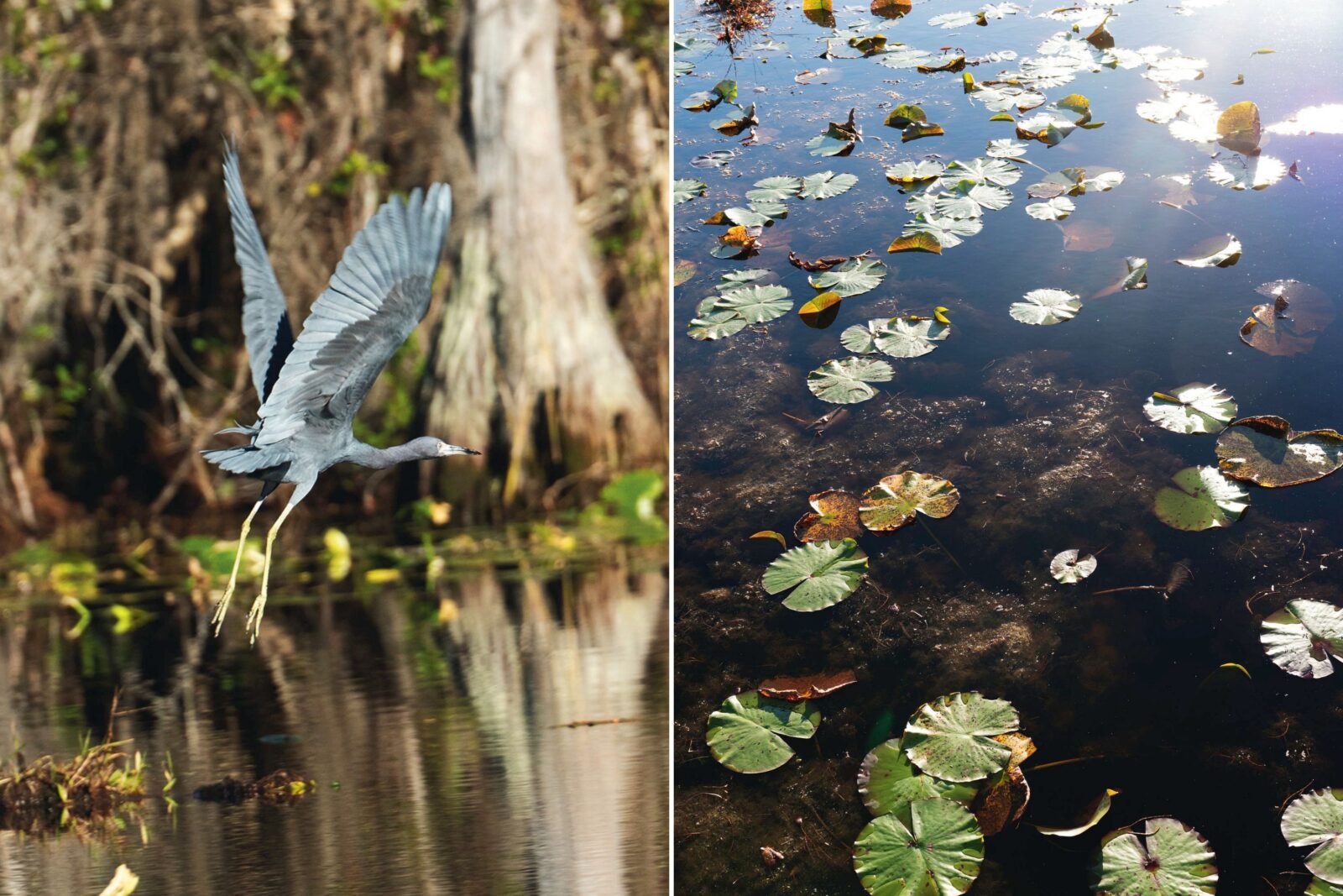 A little grey heron in flight over a swamp; lily pads on water