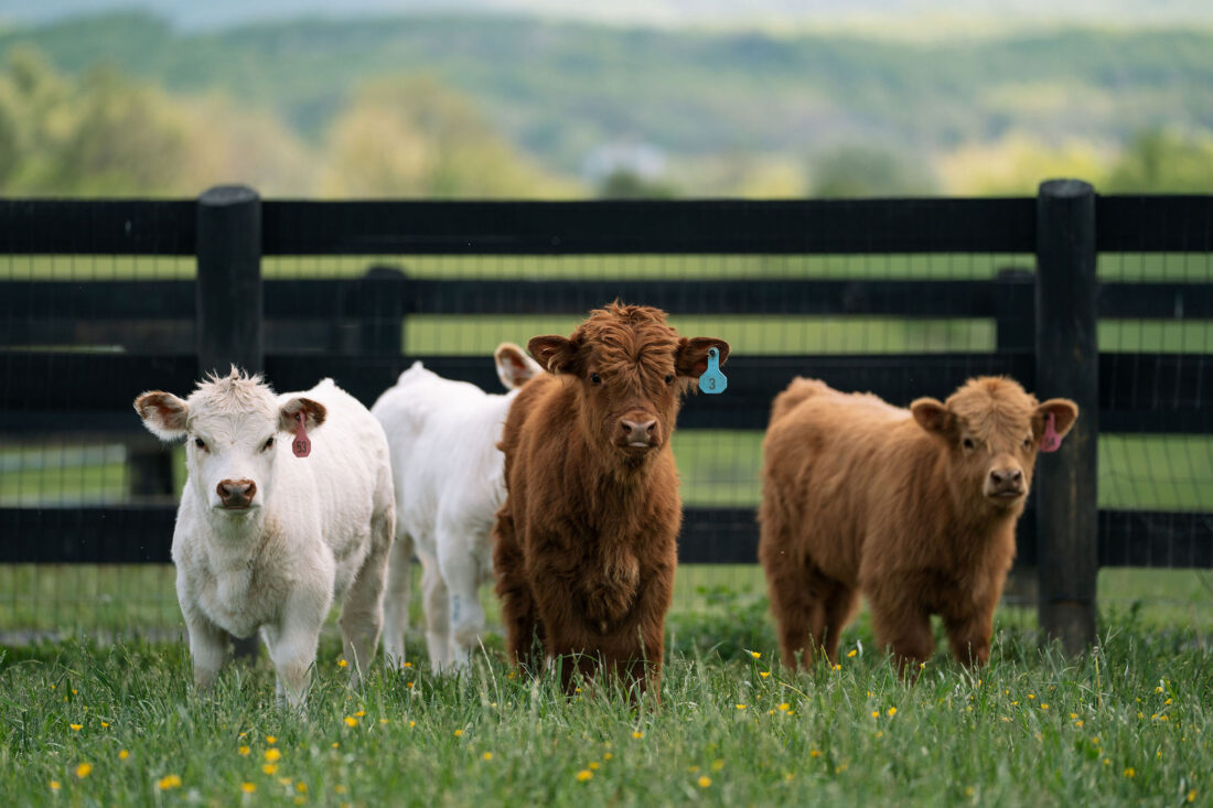 A group of three baby cows