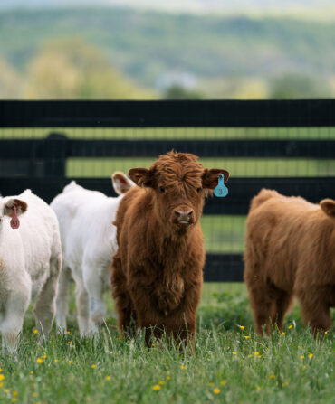A group of three baby cows