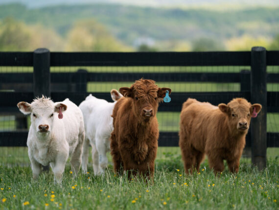 A group of three baby cows