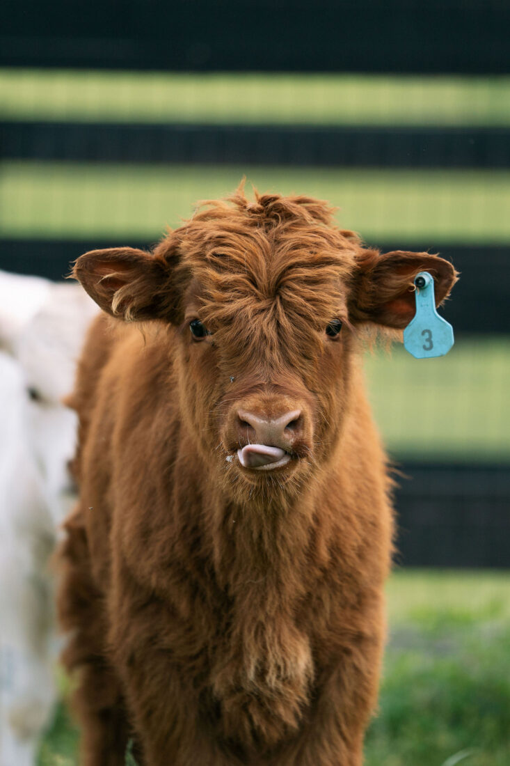 A baby Highland cow.