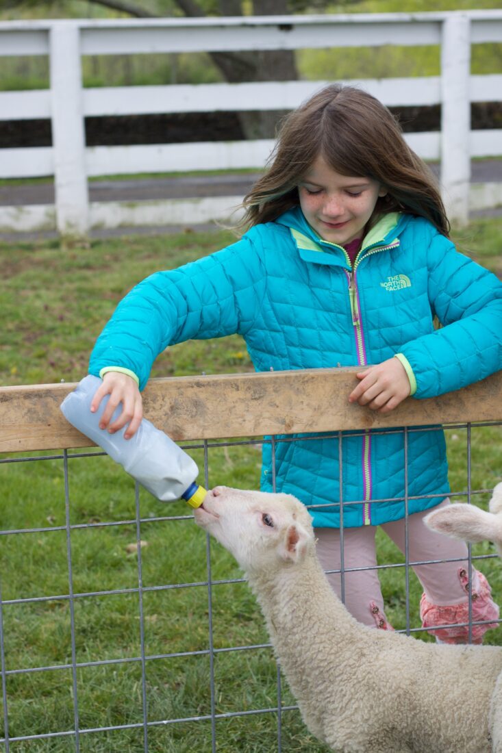A girl feeds a lamb