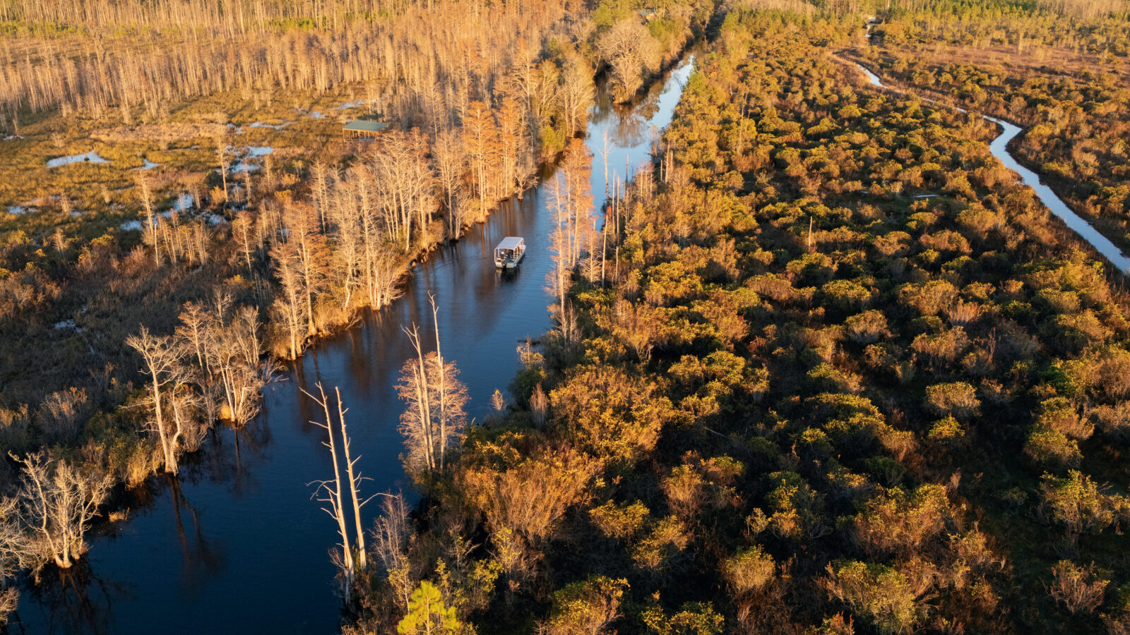 A swamp from above