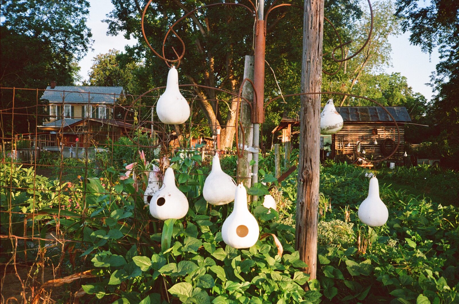 Birdhouse gourds in a garden