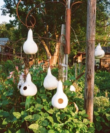 Birdhouse gourds in a garden
