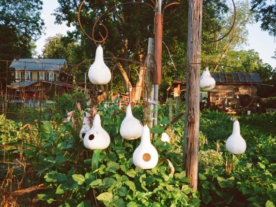 Birdhouse gourds in a garden