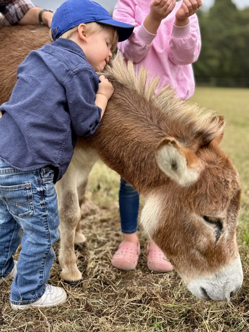 A boy hugs a mini donkey