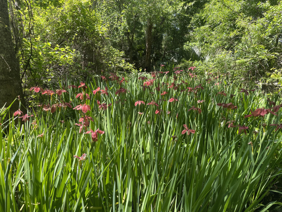 image of red irises