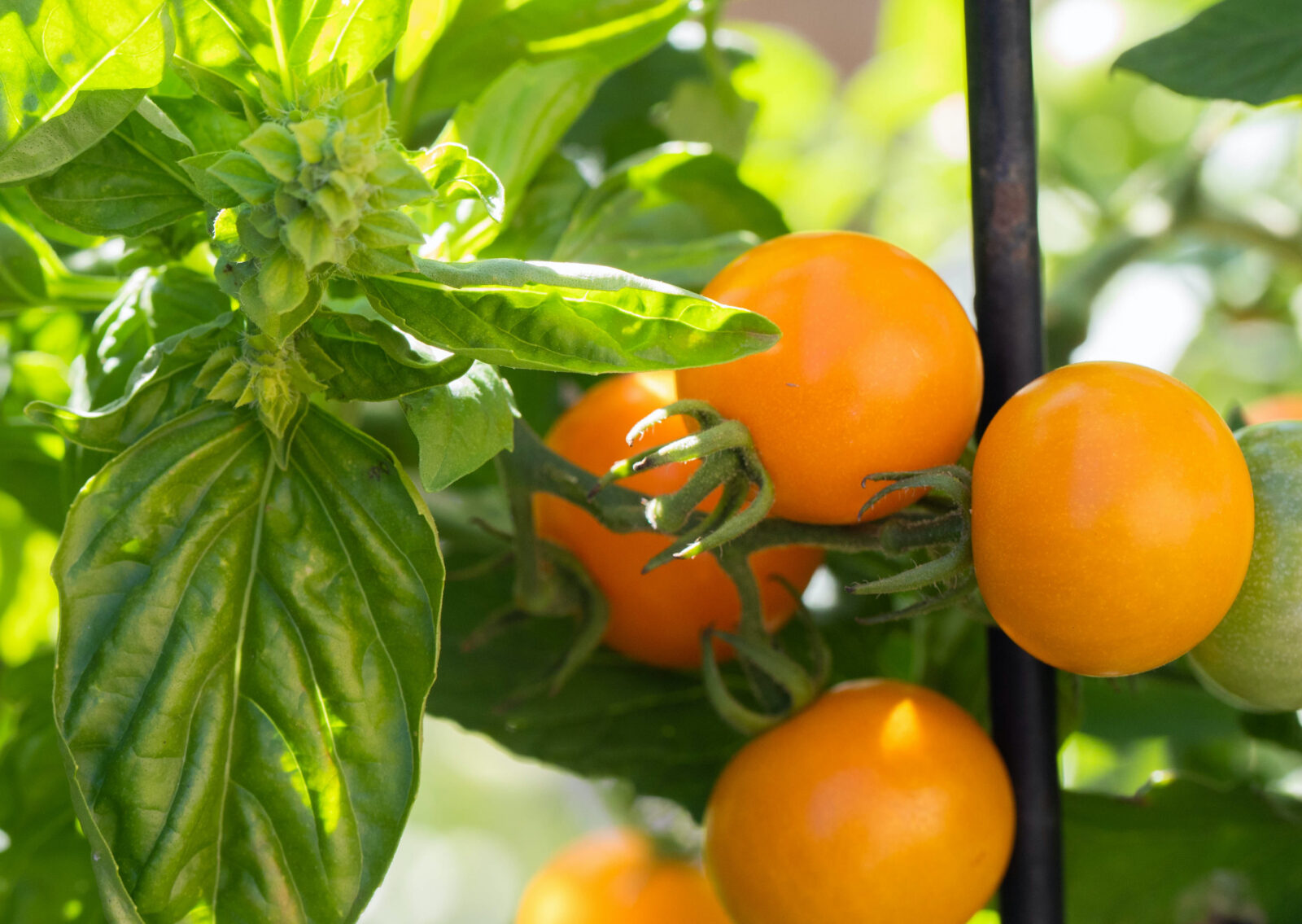 Sungold tomatoes