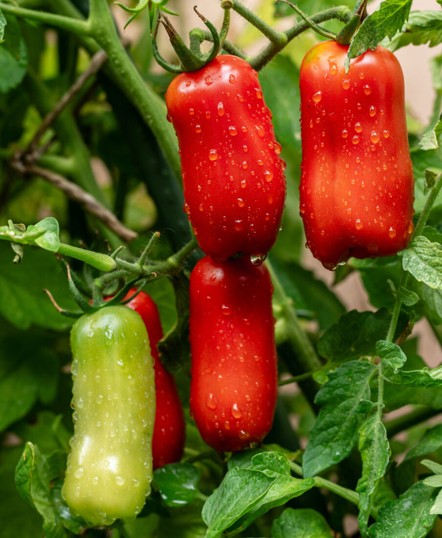 Red and green tomatoes on plant