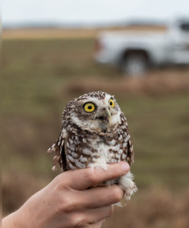 A burrowing owl