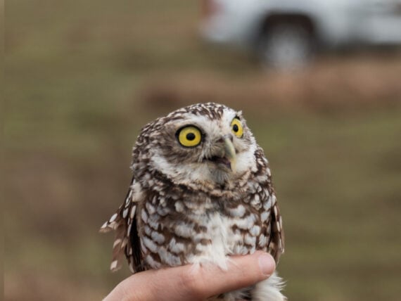 A burrowing owl