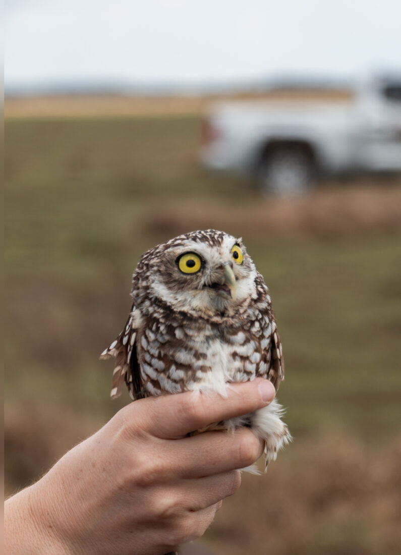 A burrowing owl