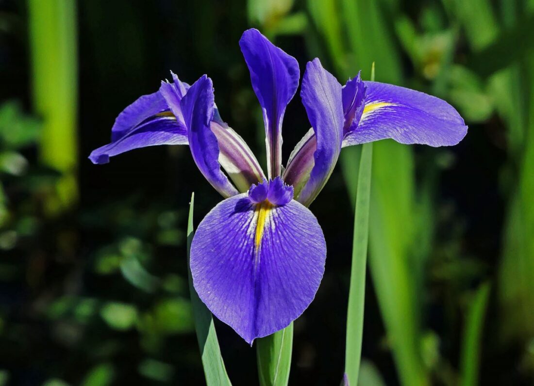 close up image of the