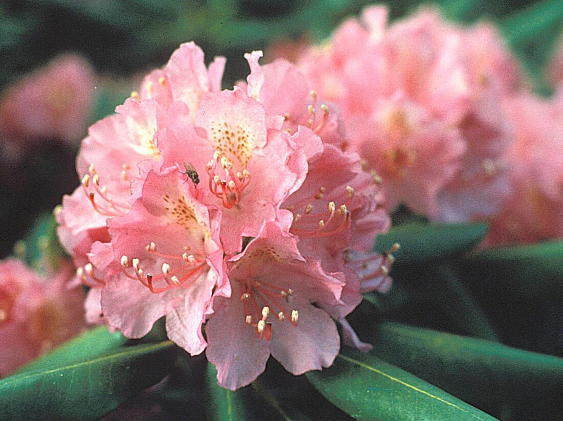 image of a pink Catawba Rhododendron with a bee