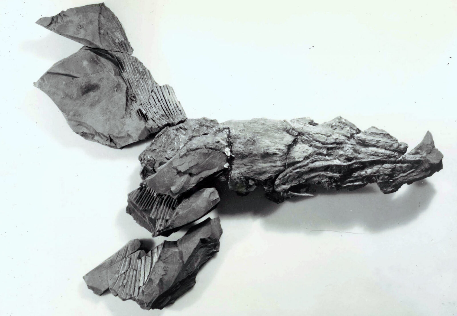A shark fossil