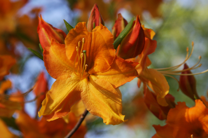 up close image of a flame azalea