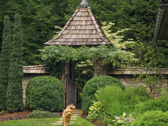 A yellow dog in a garden courtyard
