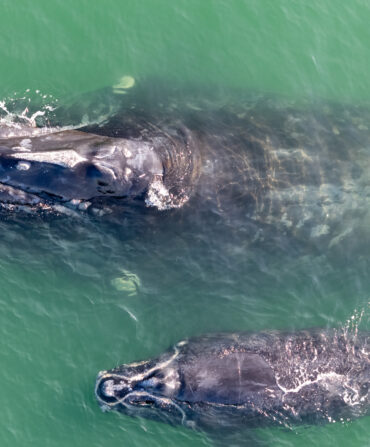 A whale swims by her baby
