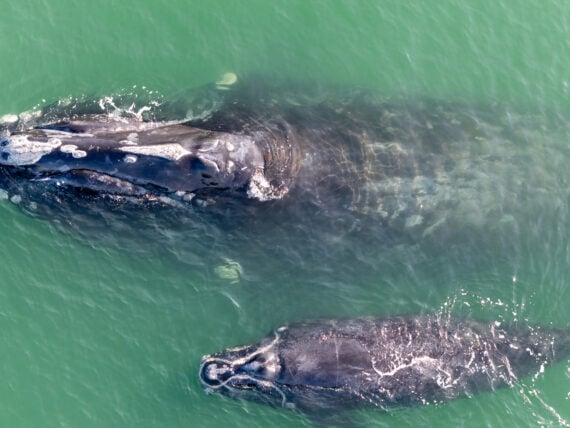A whale swims by her baby