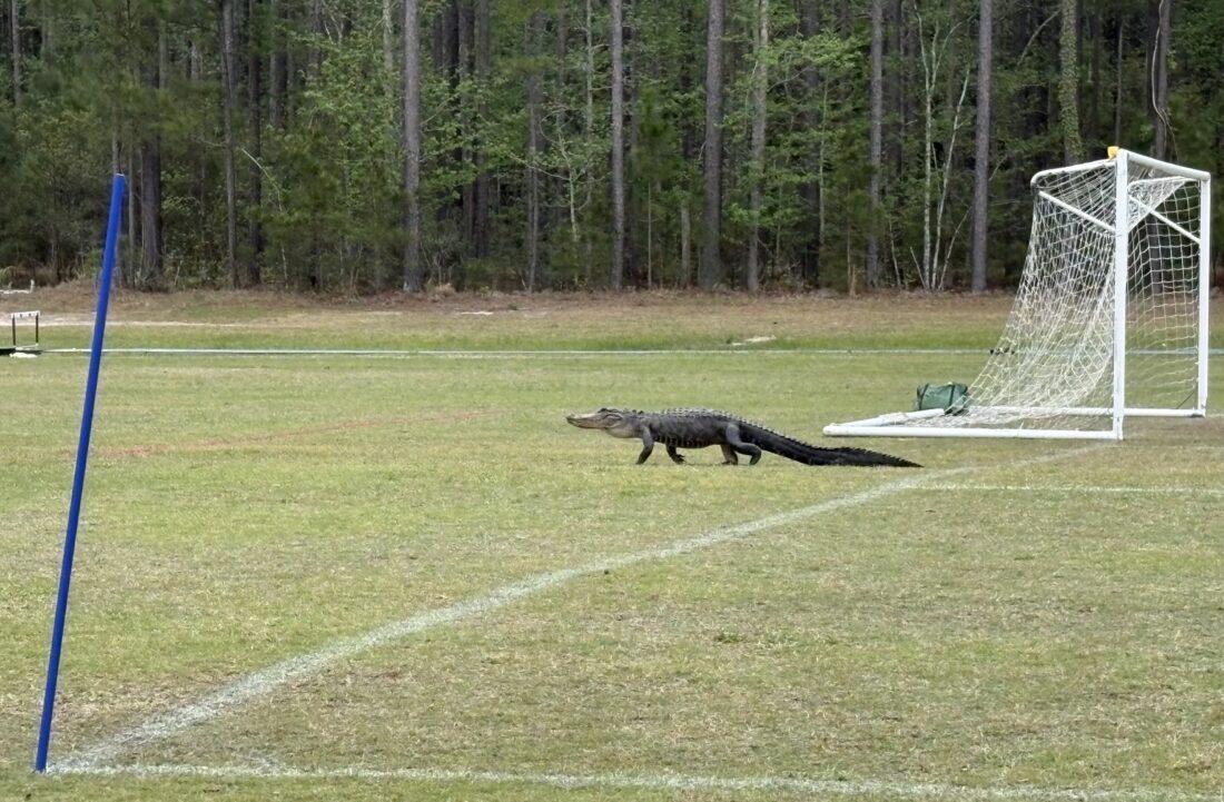 A gator on a soccer field