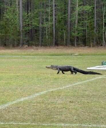 A gator on a soccer field